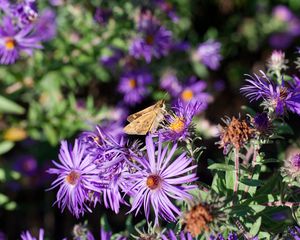 Preview wallpaper moth, butterfly, flowers, field