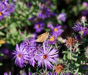 Preview wallpaper moth, butterfly, flowers, field