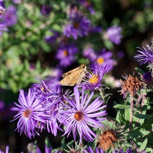 Preview wallpaper moth, butterfly, flowers, field