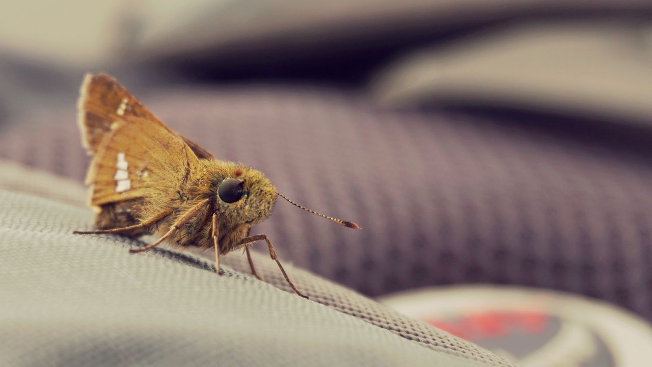 Wallpaper moth, insect, macro