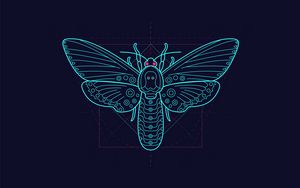 Preview wallpaper moth, pattern, art, geometry, symmetry