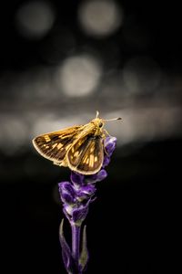 Preview wallpaper moth, wings, flowers, dark