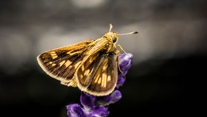 Preview wallpaper moth, wings, flowers, dark