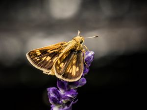 Preview wallpaper moth, wings, flowers, dark