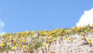 Preview wallpaper mother-and-stepmother, flowers, meadow, summer, sky