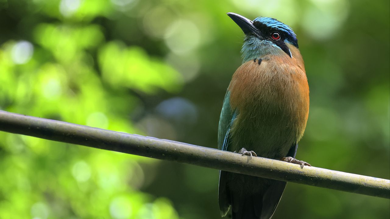 Wallpaper motmot, bird, wildlife