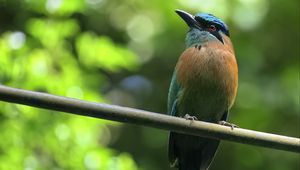 Preview wallpaper motmot, bird, wildlife