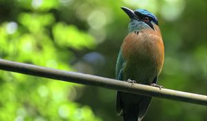 Preview wallpaper motmot, bird, wildlife