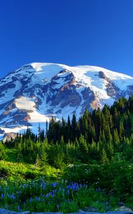 Preview wallpaper mount rainier, usa, mountains, snow, trees, grass, flowers, slope