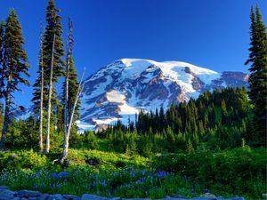 Preview wallpaper mount rainier, usa, mountains, snow, trees, grass, flowers, slope