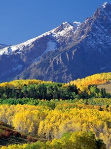 Preview wallpaper mount sneffels, colorado, wood, mountains, autumn