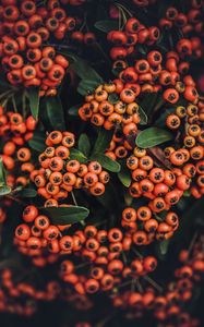 Preview wallpaper mountain ash, autumn, berries, branches