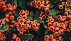 Preview wallpaper mountain ash, autumn, berries, branches