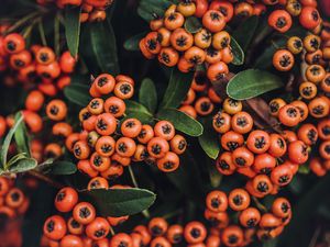 Preview wallpaper mountain ash, autumn, berries, branches