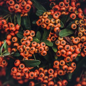 Preview wallpaper mountain ash, autumn, berries, branches