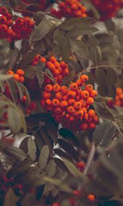 Preview wallpaper mountain ash, berries, autumn, branches