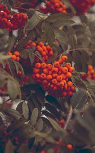 Preview wallpaper mountain ash, berries, autumn, branches