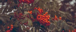 Preview wallpaper mountain ash, berries, autumn, branches