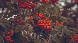 Preview wallpaper mountain ash, berries, autumn, branches