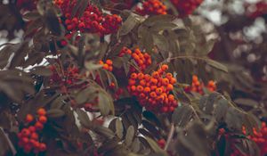 Preview wallpaper mountain ash, berries, autumn, branches