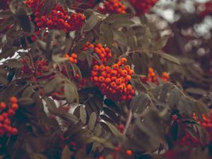 Preview wallpaper mountain ash, berries, autumn, branches