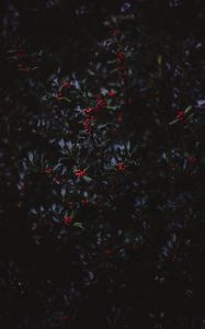 Preview wallpaper mountain ash, berries, branches, tree, bush, autumn