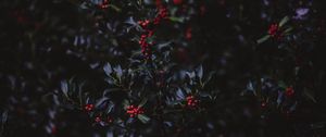 Preview wallpaper mountain ash, berries, branches, tree, bush, autumn