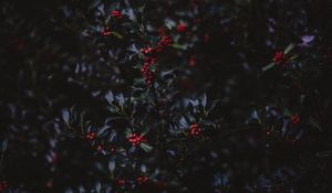 Preview wallpaper mountain ash, berries, branches, tree, bush, autumn