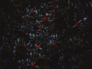 Preview wallpaper mountain ash, berries, branches, tree, bush, autumn