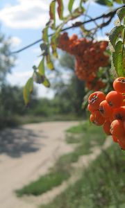 Preview wallpaper mountain ash, berry, cluster, summer