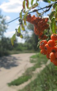 Preview wallpaper mountain ash, berry, cluster, summer