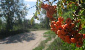 Preview wallpaper mountain ash, berry, cluster, summer