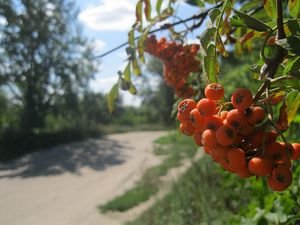 Preview wallpaper mountain ash, berry, cluster, summer