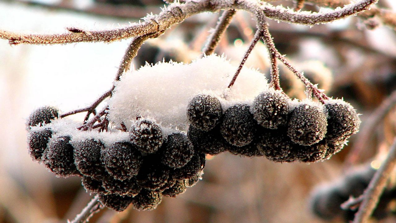 Wallpaper mountain ash, black, fruits, berries, snow, hoarfrost, clusters