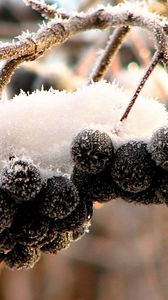 Preview wallpaper mountain ash, black, fruits, berries, snow, hoarfrost, clusters