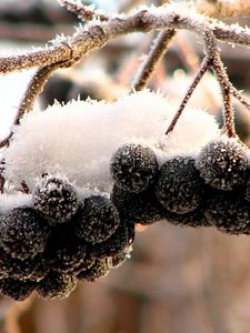 Preview wallpaper mountain ash, black, fruits, berries, snow, hoarfrost, clusters