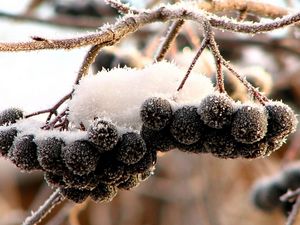 Preview wallpaper mountain ash, black, fruits, berries, snow, hoarfrost, clusters