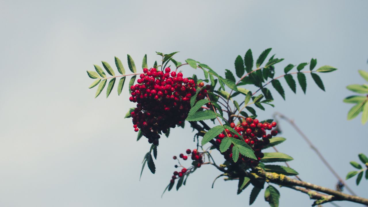 Wallpaper mountain ash, branch, berries, leaves, sky