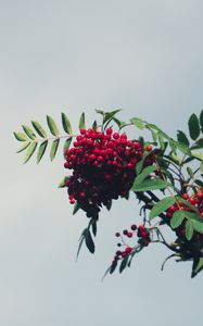 Preview wallpaper mountain ash, branch, berries, leaves, sky