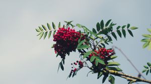 Preview wallpaper mountain ash, branch, berries, leaves, sky