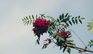 Preview wallpaper mountain ash, branch, berries, leaves, sky
