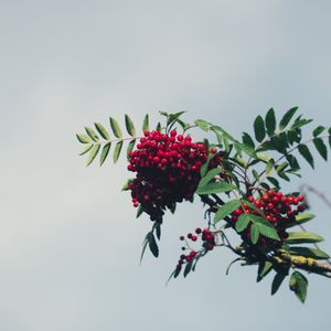 Preview wallpaper mountain ash, branch, berries, leaves, sky