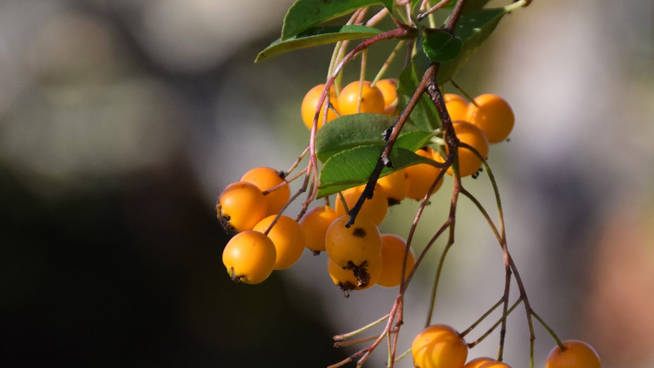 Wallpaper mountain ash, branch, berries, leaves, macro, yellow