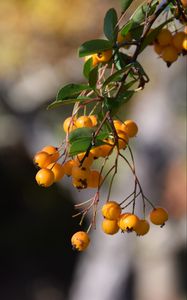 Preview wallpaper mountain ash, branch, berries, leaves, macro, yellow