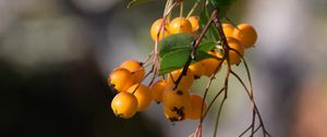 Preview wallpaper mountain ash, branch, berries, leaves, macro, yellow