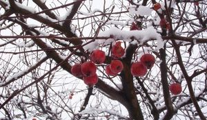 Preview wallpaper mountain ash, branches, berry, snow