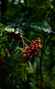 Preview wallpaper mountain ash, cobweb, branch