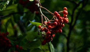 Preview wallpaper mountain ash, cobweb, branch