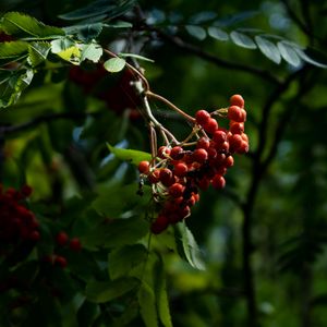 Preview wallpaper mountain ash, cobweb, branch