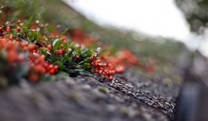 Preview wallpaper mountain ash, leaves, berries, blurring